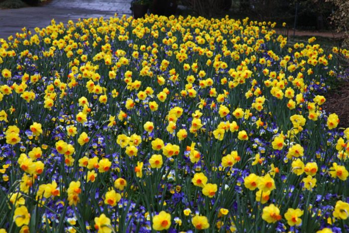 Triumphant daffodils announce Festival