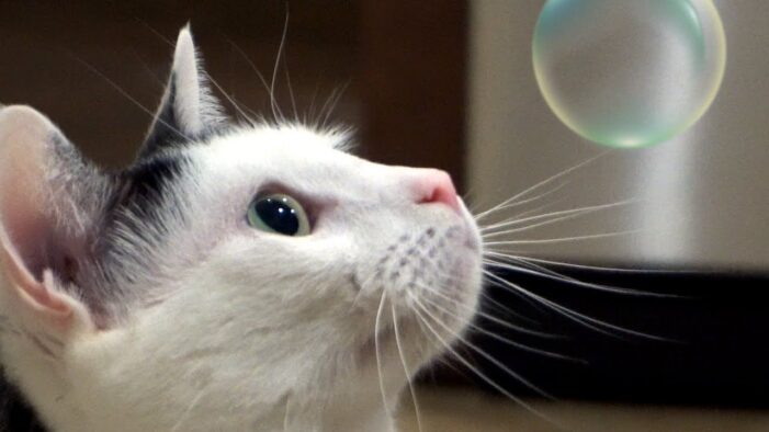 Catnip bubbles? Who knew?