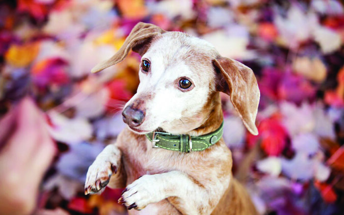 Adopting older pets has benefits for all