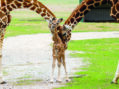 Center welcomes two giraffe calves