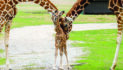 Center welcomes two giraffe calves