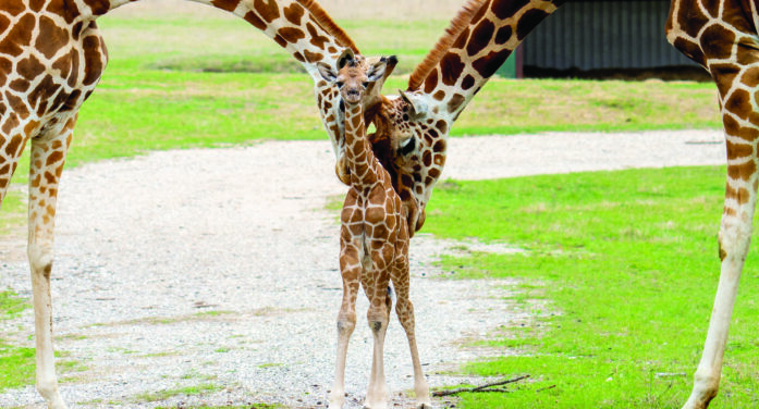 Center welcomes two giraffe calves