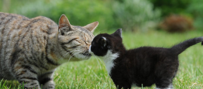 Foster harmonious new cat relationships