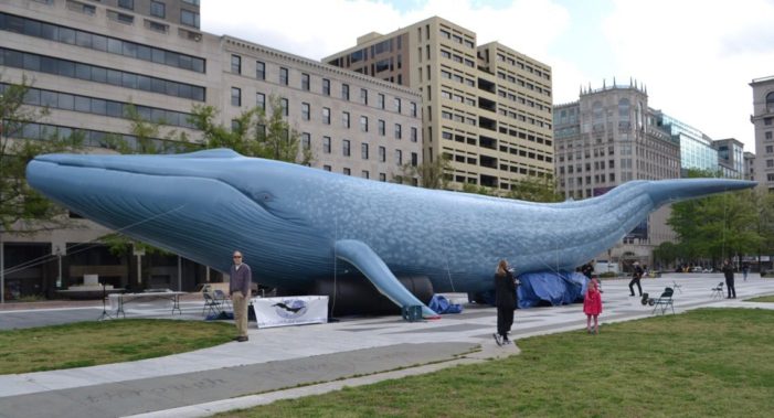 Global event promises whale of a good time