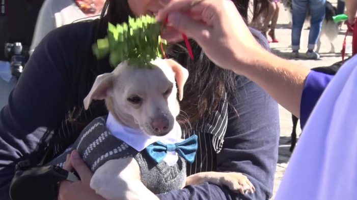 Church hosts annual event in dog park