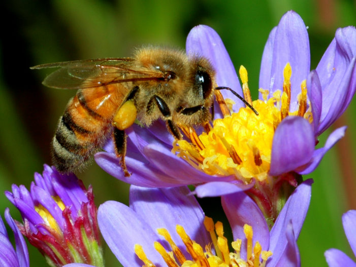 Bees plagued by colony collapse disorder