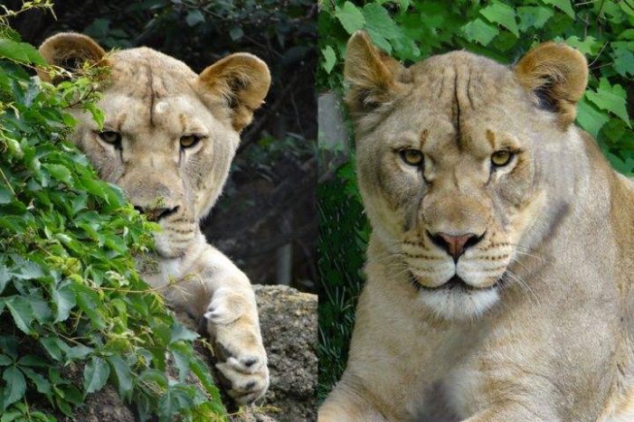 Local sanctuary rescues mistreated exotic cats