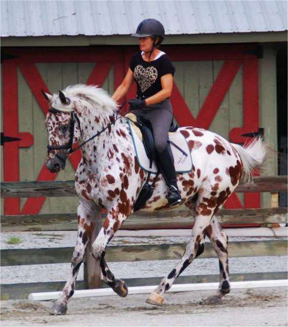 Free horse shows wow crowds now