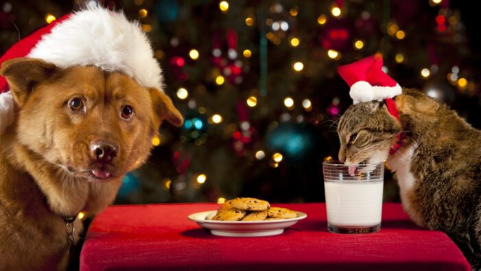 On the first day of Christmas, my true pet gave to me …