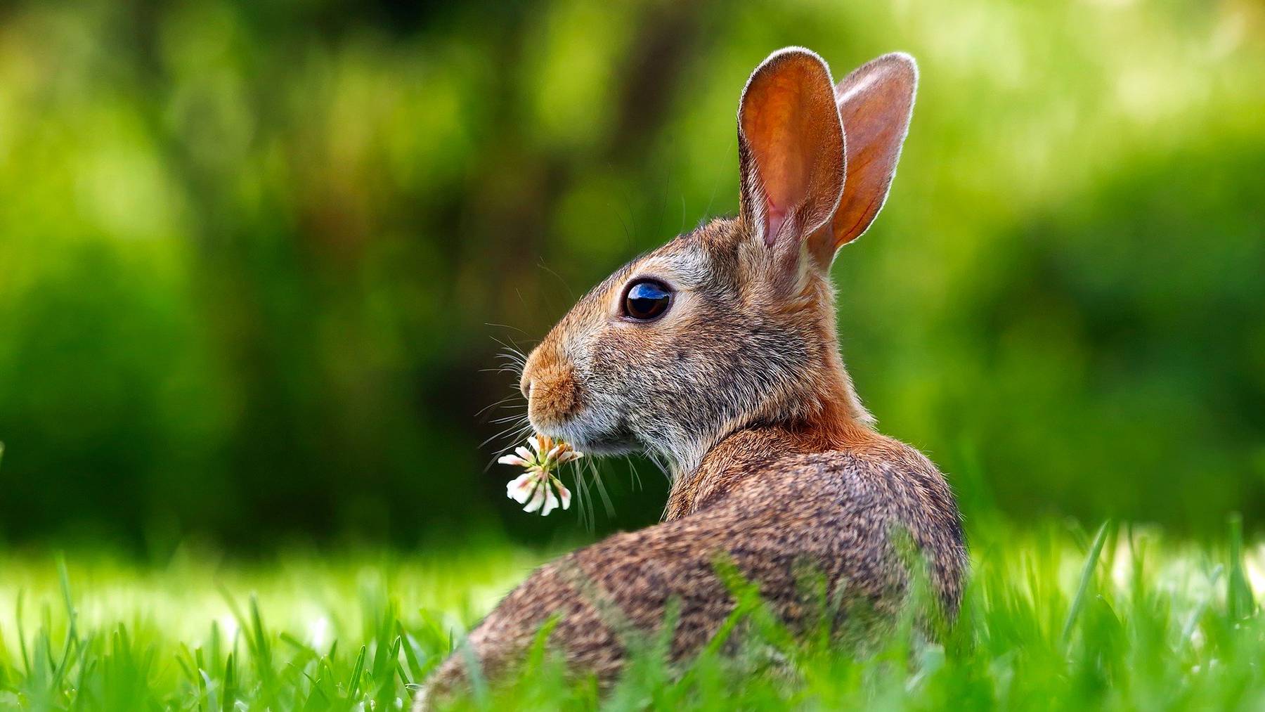 Bunnies bond but not with babies – White Rock Lake Weekly