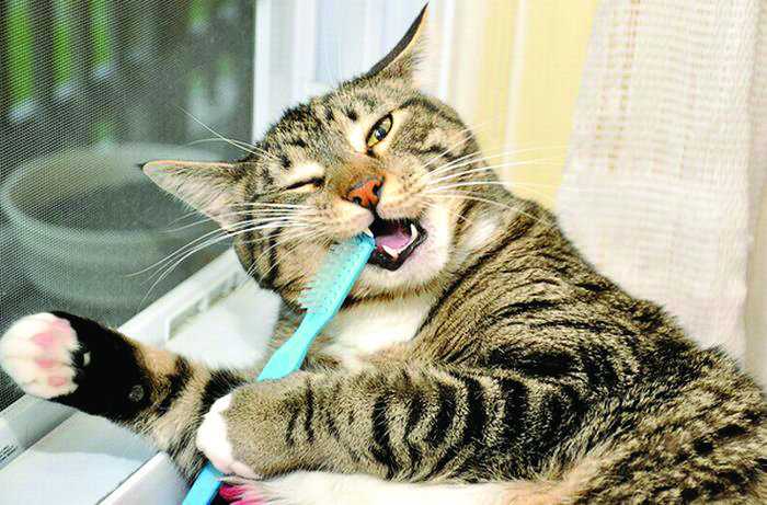 Dental care for cats? May the Force be with you!