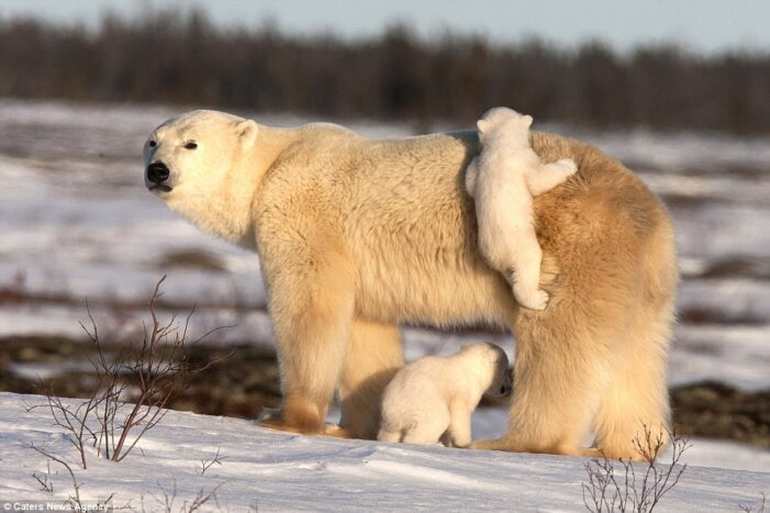 Animal moms make motherhood look easy