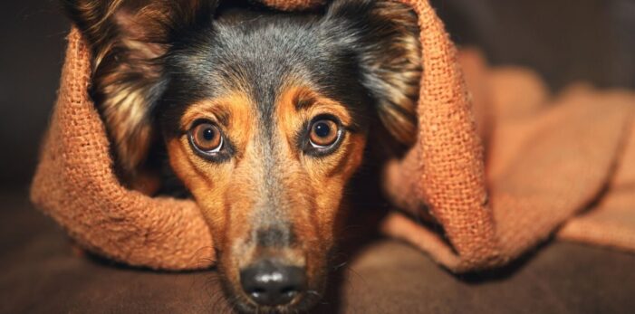 Plan ahead for your pet’s storm anxiety