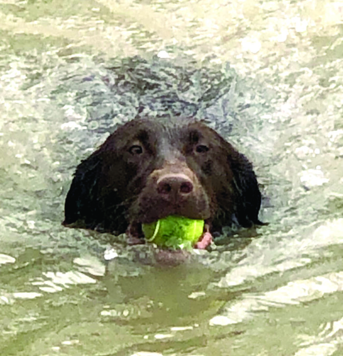 Dog Days of Summer ready for splashing