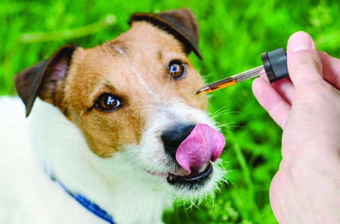 Are CBD supplements BAD for your PET?