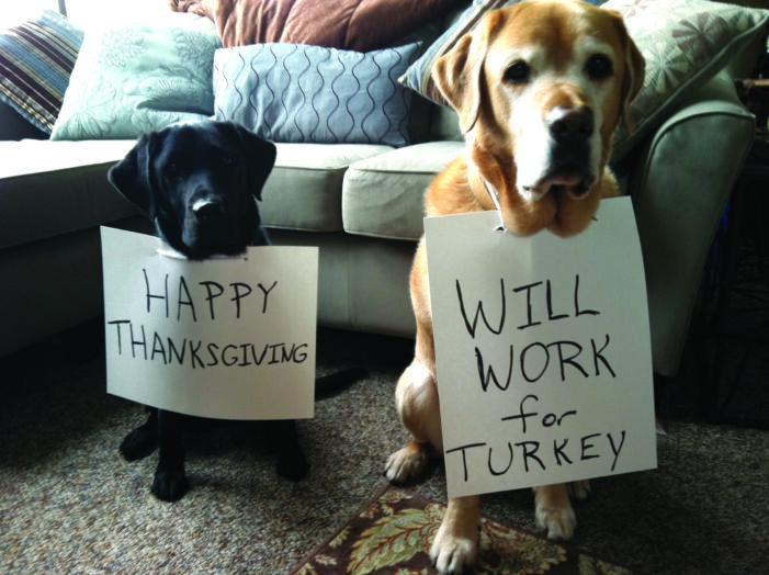 Pets can give thanks with safe people food