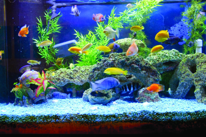 Fishkeeping provides fun, stress relief