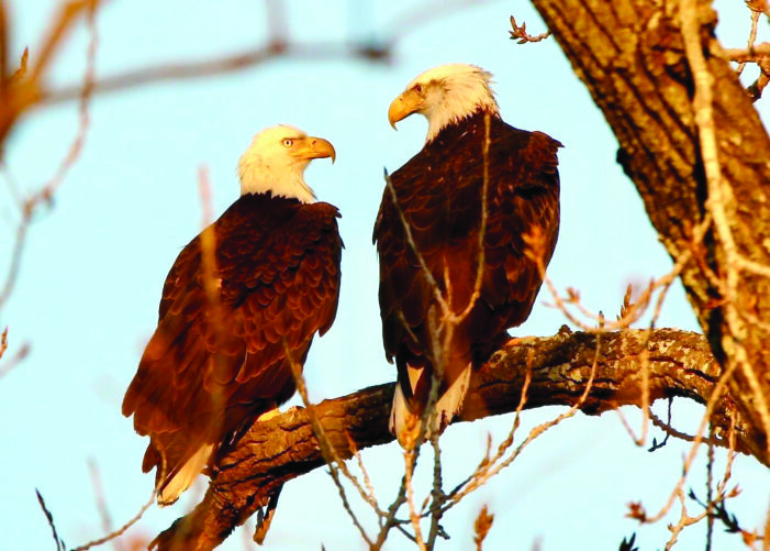 Lake eagles regroup after nest falls