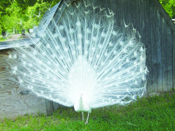 Peacocks flourish near famous landmark