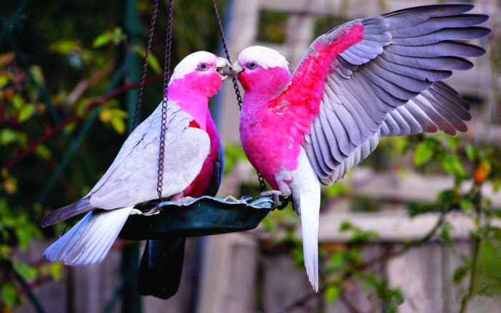 Parliament of Fowls leads to love in the air