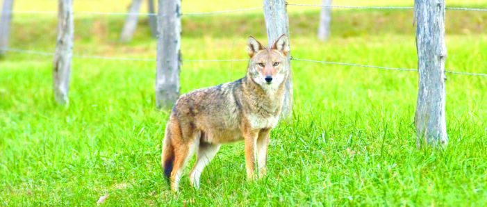 Hazing tips help decrease coyote presence