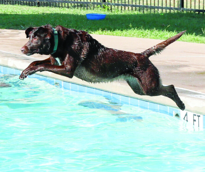 Dogs make a splash during summer events