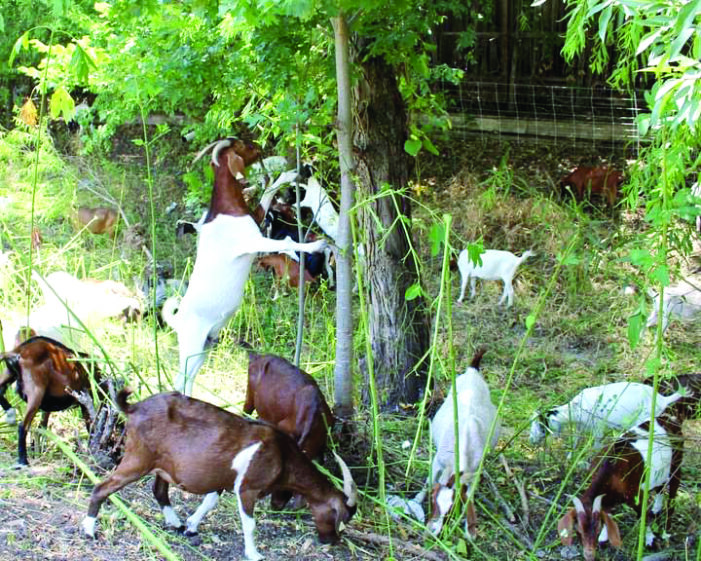 Goats help control vegetation, wild fires