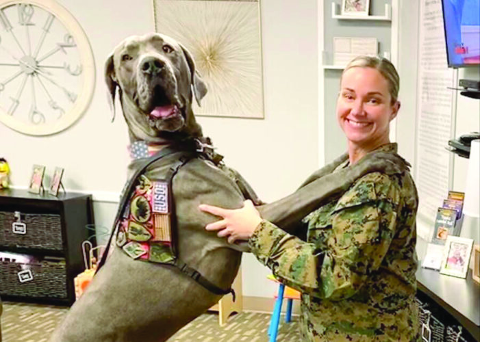 All in a day’s work — the life of hero dogs