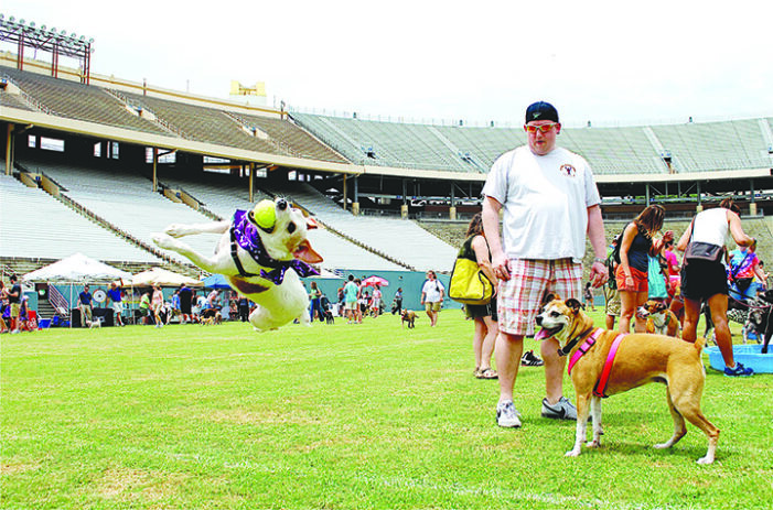 Dog Bowl returns for Fair Park summer
