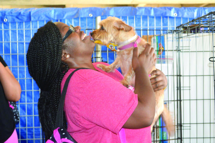 Rescue groups need foster parents to save lives