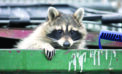 ‘Trash Pandas’ are suburban scavengers