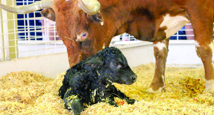 Birthing barn offers insight into life