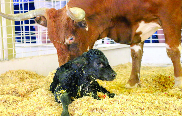 Birthing barn offers insight into life