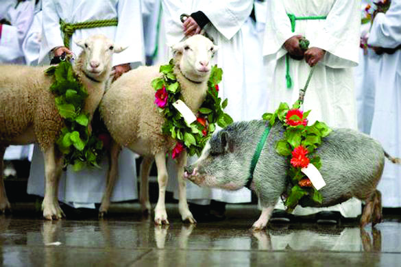 St. John’s Episcopal hosts Blessing of the Animals