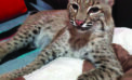 Rehabilitation sanctuary gives bobcats chance