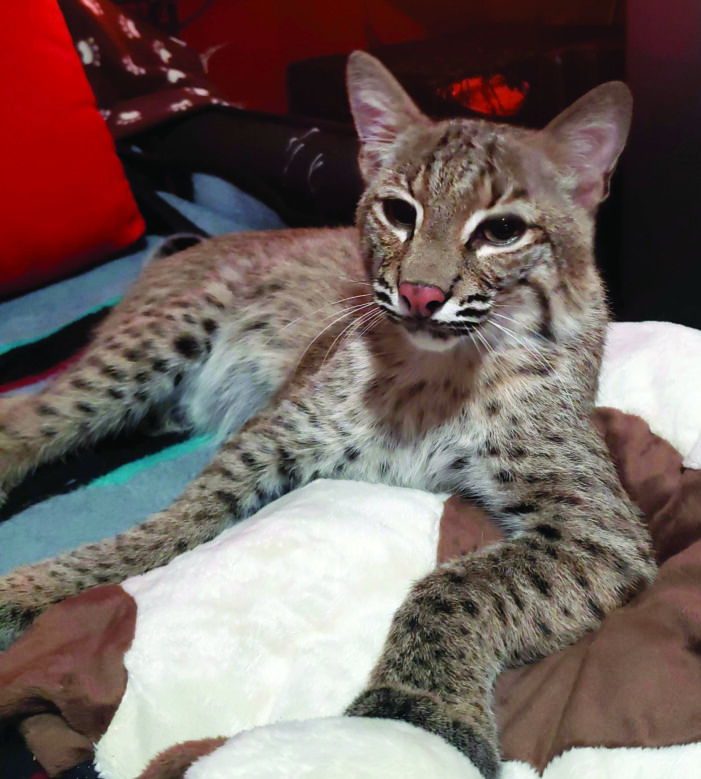 Rehabilitation sanctuary gives bobcats chance