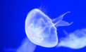 Animal lifespans reflect environmental impact