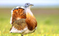 Go dark at night to help avian superhighway