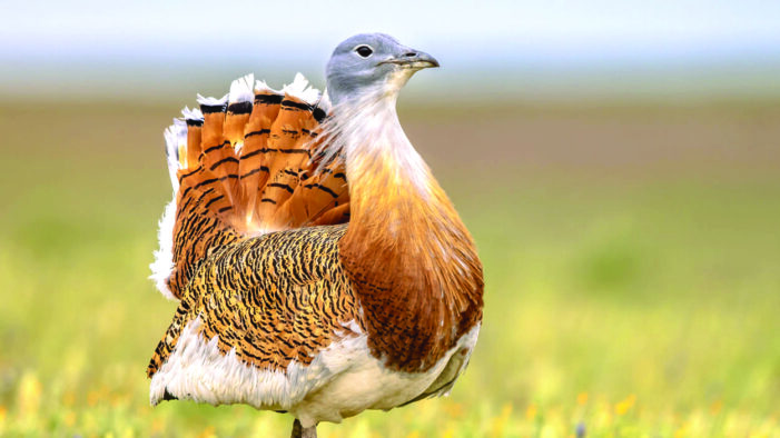 Go dark at night to help avian superhighway