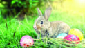 Real Easter bunnies are not for children