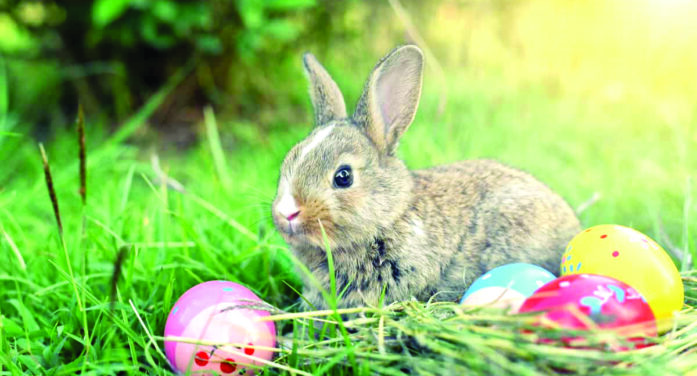 Real Easter bunnies are not for children