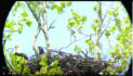 New eagle cam livestreams daily activity