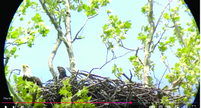 New eagle cam livestreams daily activity