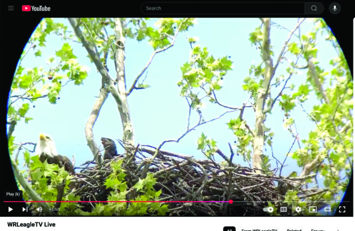 New eagle cam livestreams daily activity