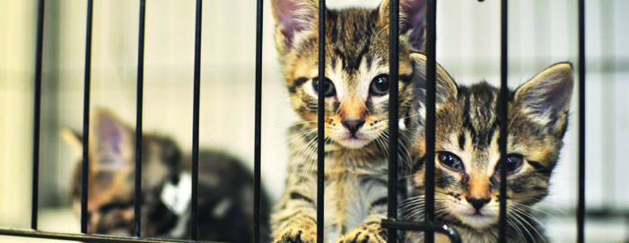 Save lives! Spay, neuter, foster