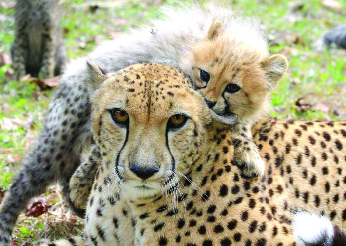 Moms give up sleep, solitude, serenity for love