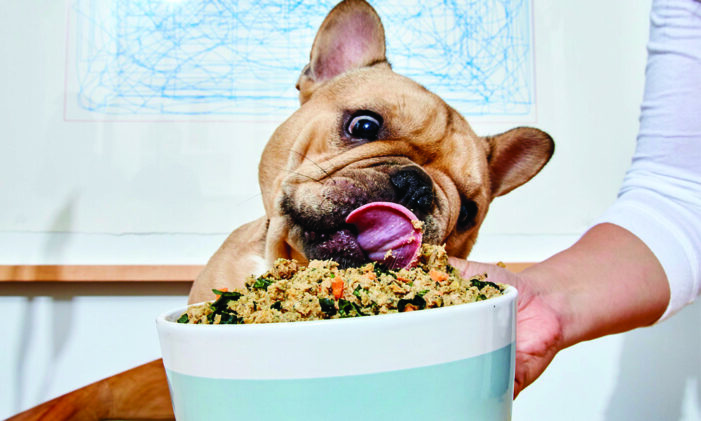 Kibble vs. cost of fresh food. Who wins?