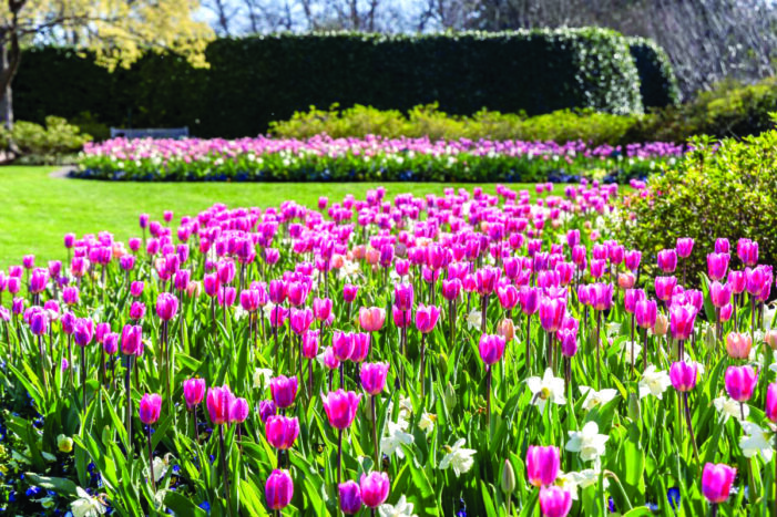 Garden ready for picture-perfect spring