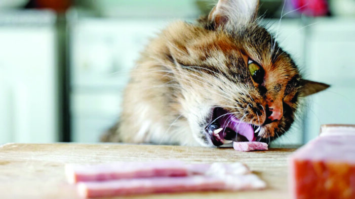 Cats are ‘obligate carnivores.’ Who knew?