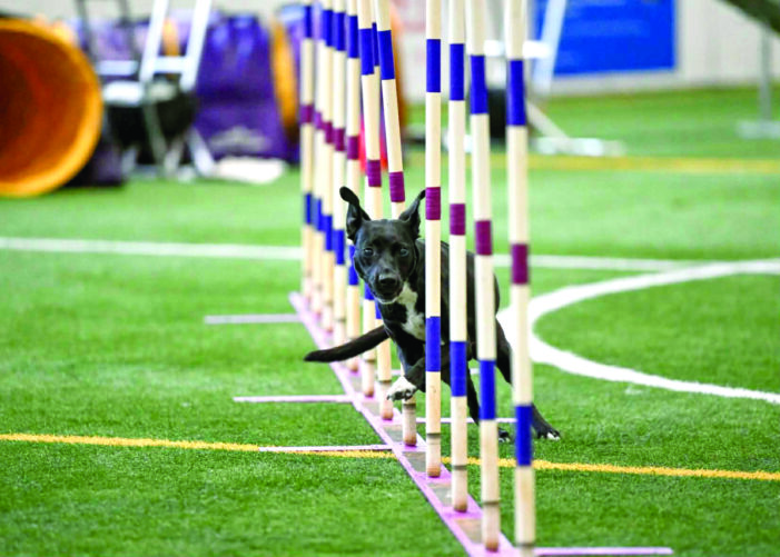 Dog sports keep canine companions active